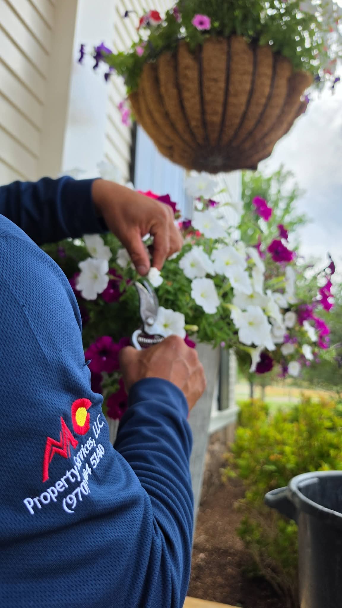 Person pruning white and purple petunias in a hanging basket with silver garden shears.