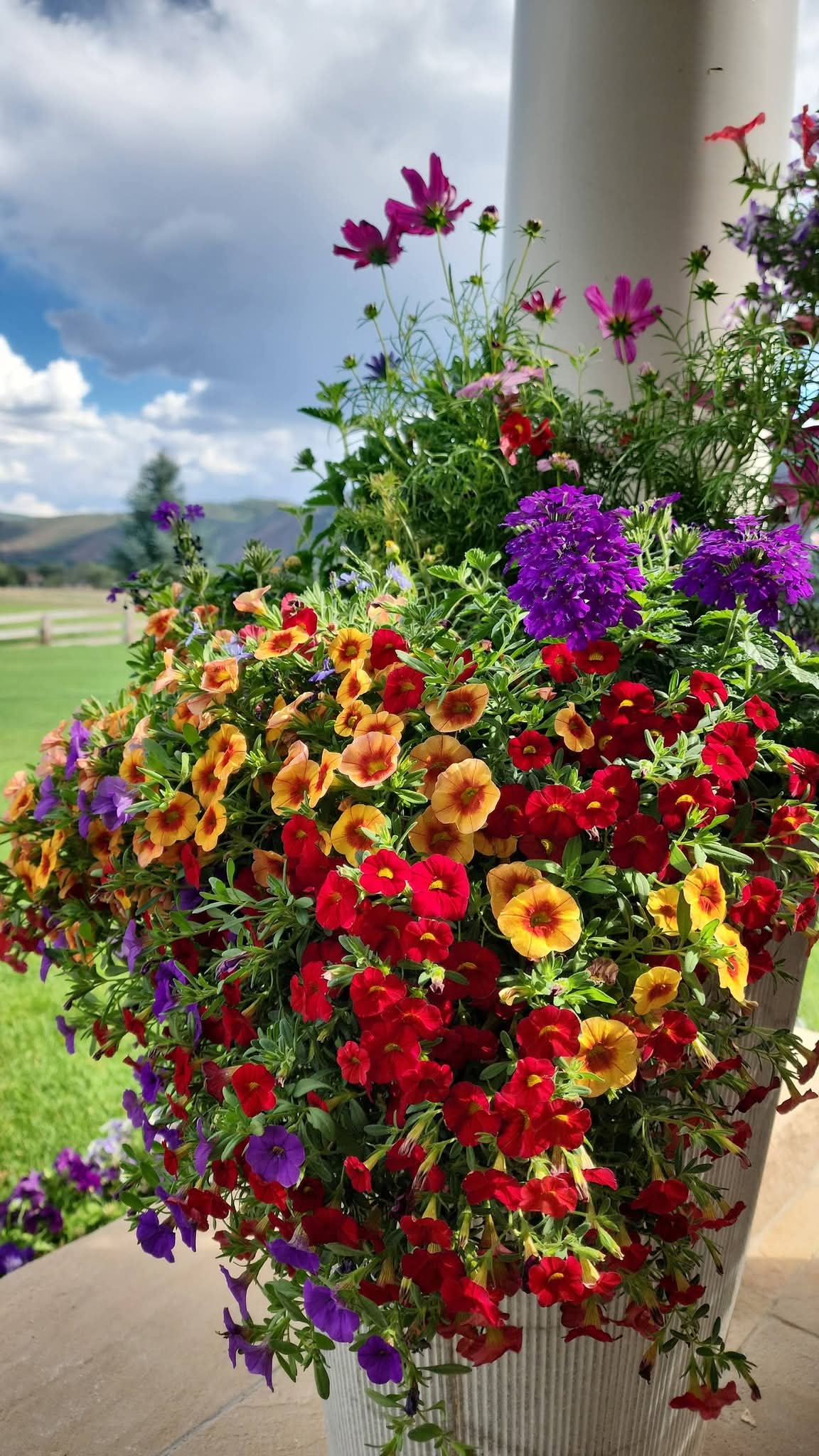 Vibrant red, orange, and purple flowers overflow from a white planter against a mountain backdrop.